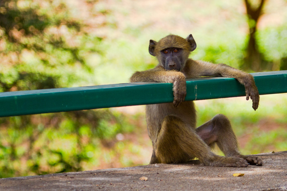 A tired baboon rests against the railings of a bridge in the Parufi/Punda Maria region of Kruger National Park.
